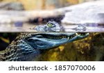 Crocodile peeps out of the water (Caiman crocodilus)