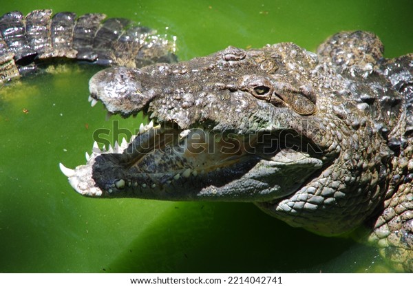 Crocodile pictured with feint jail prison\
bars for reflection of the hidden animal\
caged