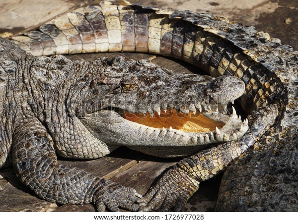 Crocodile Pit Cambodia Siamese Crocodile Crocodylus Stock Photo ...