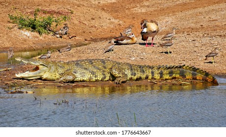 Crocodile In Queen Elizabeth National Park