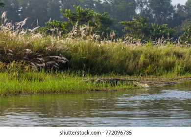 Crocodile in the Rapti river in Royal Chitwan National Park, Sauraha, Nepal