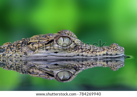 Crocodile, Crocodile in reflection