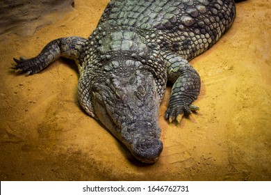 alligator eats snake