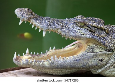 Crocodile Side View