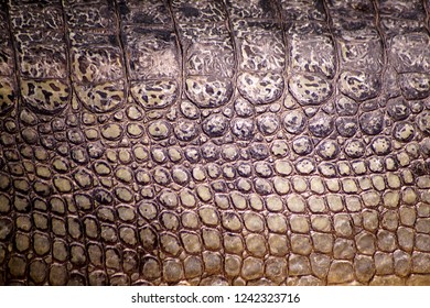 Crocodile Skin Pattern Stock Photo 1242323716 | Shutterstock