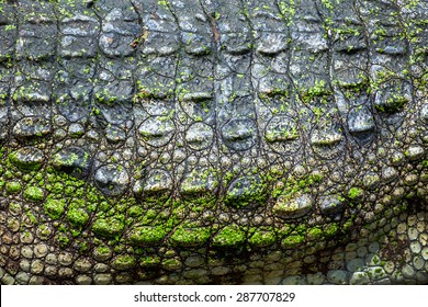 Crocodile skin pattern.