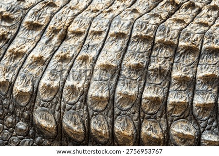 Crocodile skin pattern with visible rough texture. Detail of scales on a wild reptile's body, creating a natural background