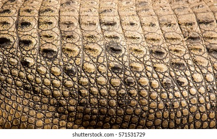 Crocodile skin with selective focus on reptile animal for creative design background 