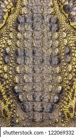 Crocodile Skin Texture