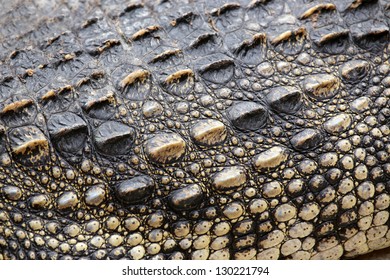 Crocodile Skin Texture Stock Photo 130221794 | Shutterstock