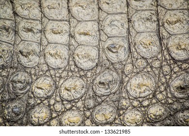 Crocodile Skin Texture