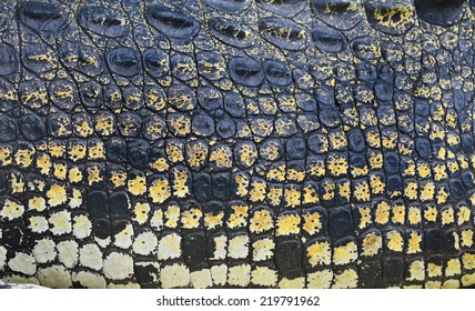 Crocodile skin texture 