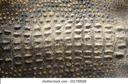 Crocodile Skin Texture