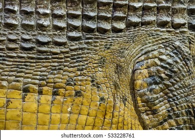 crocodile skin texture.