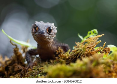 Crocodile skink closeup head from side view on moss, animal closeup - Shutterstock ID 2084690812