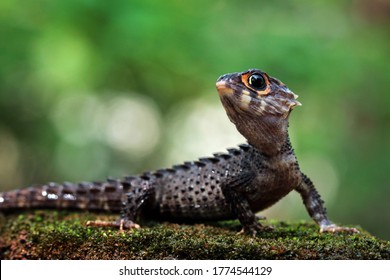 Skink の画像 写真素材 ベクター画像 Shutterstock