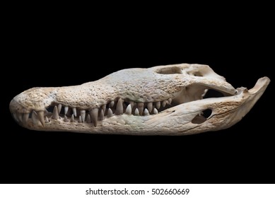 Crocodile skull on black isolated background