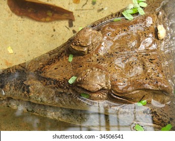 Crocodile Sleep