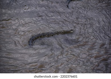 Crocodile, Spectacled Caiman Crocodilus Resting On The River, Riverbank, Crocodilian Reptile Found In, Costa Rica, Central America.