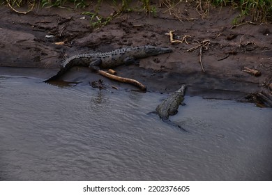 Crocodile, Spectacled Caiman Crocodilus Resting On The River, Riverbank, Crocodilian Reptile Found In, Costa Rica, Central America.