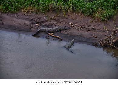 Crocodile, Spectacled Caiman Crocodilus Resting On The River, Riverbank, Crocodilian Reptile Found In, Costa Rica, Central America.