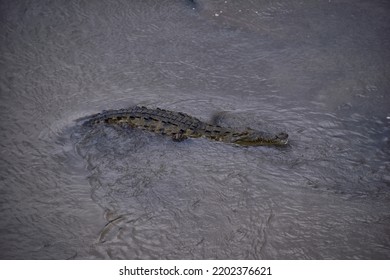 Crocodile, Spectacled Caiman Crocodilus Resting On The River, Riverbank, Crocodilian Reptile Found In, Costa Rica, Central America.