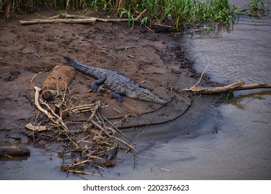 Crocodile, Spectacled Caiman Crocodilus Resting On The River, Riverbank, Crocodilian Reptile Found In, Costa Rica, Central America.