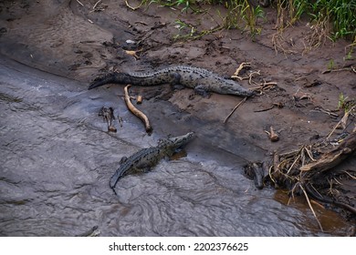 Crocodile, Spectacled Caiman Crocodilus Resting On The River, Riverbank, Crocodilian Reptile Found In, Costa Rica, Central America.