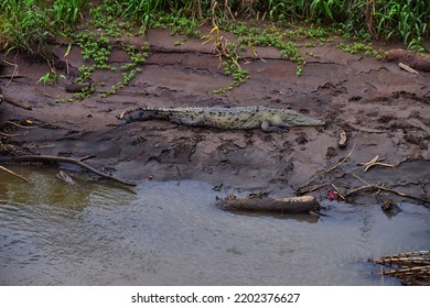 Crocodile, Spectacled Caiman Crocodilus Resting On The River, Riverbank, Crocodilian Reptile Found In, Costa Rica, Central America.