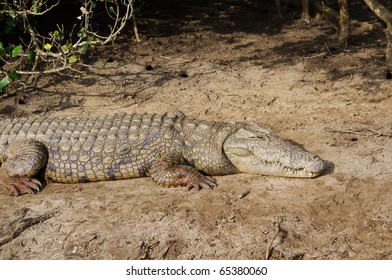 Crocodile In St. Lucia ISimangaliso Wetland Park