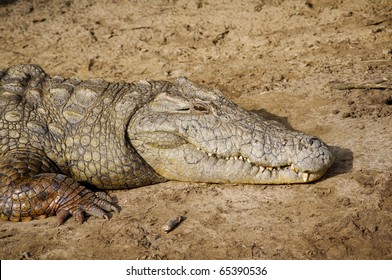 Crocodile In St. Lucia ISimangaliso Wetland Park