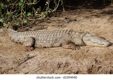 Crocodile In St. Lucia ISimangaliso Wetland Park