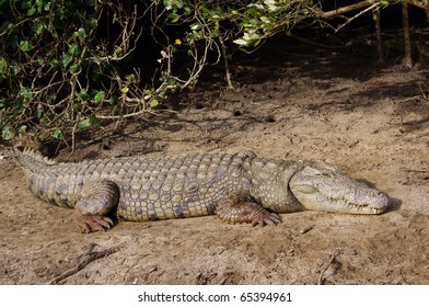 Crocodile In St. Lucia ISimangaliso Wetland Park