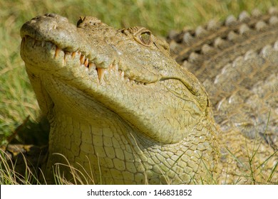 Crocodile, St. Lucia Lake, South Africa