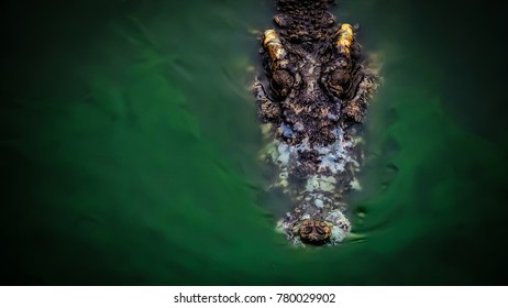 Crocodile (subfamily Crocodylinae) or true crocodile are large aquatic reptiles that live throughout the tropics in Africa, Asia, the Americas and Australia. which includes the alligators and caimans