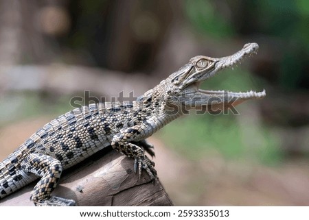 a crocodile was sunbathing on the trunk of a large tree	