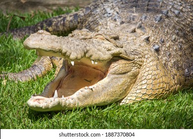 Crocodile Sunbathing With Open Mounth