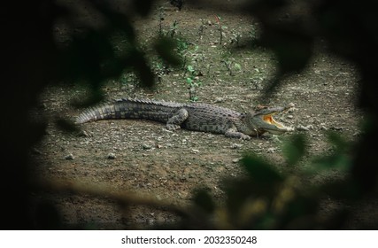 Crocodile In Sungei Buloh Wetland Reserve, Singapore