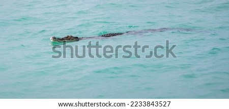 Crocodile swimming close to the shoreline, saltwater crocodile calmly moves on the turquoise color water surface.