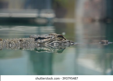 Crocodile Swimming In Darwin, Australia