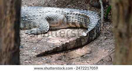 Crocodile tail in the park.