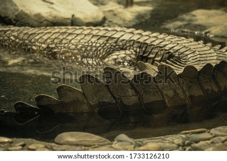 Crocodile tail in water in zoo