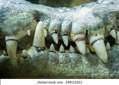 crocodile teeth.