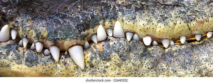crocodile teeth