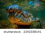 Crocodile teeth underwater. Crocodile teeth. Teeth of crocodile. Crocodile underwater