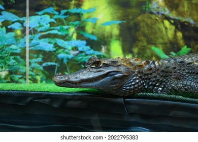 Crocodile In A Terrarium Close Up (Crocodilia)