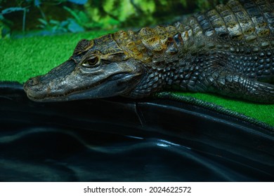 Crocodile In A Terrarium Close Up (Crocodilia)