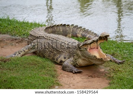 Crocodile that has open mouth on land with green grass beside the lake.