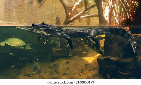 A crocodile, turtle and fish are swimming in the same pond.