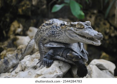 crocodile, turtle, reptiles, wild animals, nature, animal behavior, open mouth, predator, wildlife photography, reptiles, animal interaction, wild animal habitat, crocodile on turtle, exotic animals,  - Powered by Shutterstock